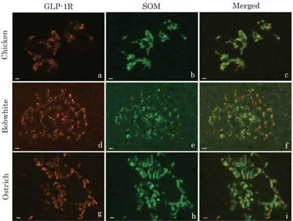 Immunofluorescence results using Goat Anti-Guinea Pig IgG (H&L) Antibody DyLight™ 488